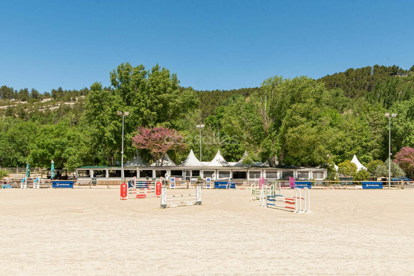 La carrière de sable du Haras, les tentes blanches et un arbre de Judée en fleur, sous un ciel bleu